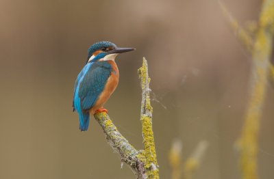 IJsvogel/Kingfisher
