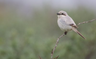 Steppeklapekster/Steppe Grey Shrike