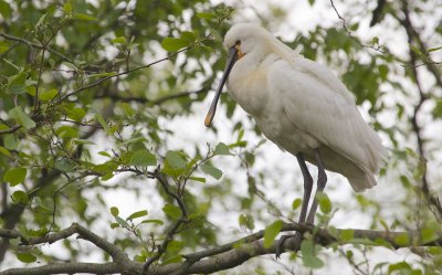 Lepelaar/Spoonbill