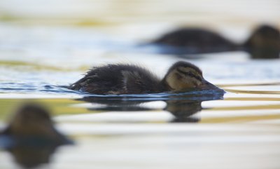 Wilde Eend/Mallard