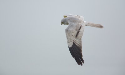Grauwe Kiekendief/Montagu's Harrier