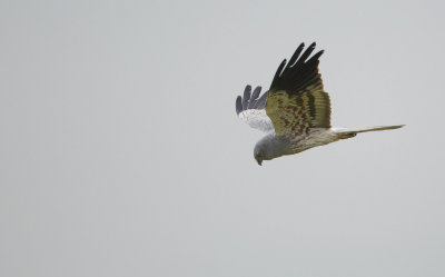 Grauwe Kiekendief/Montagu's Harrier