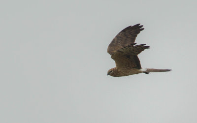 Grauwe Kiekendief/Montagu's Harrier