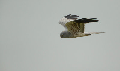 Grauwe Kiekendief/Montagu's Harrier