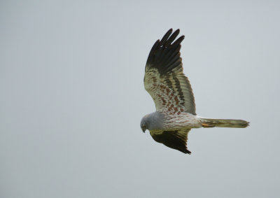 Grauwe Kiekendief/Montagu's Harrier