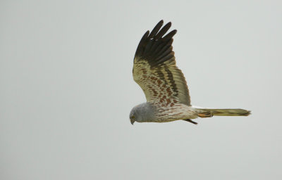 Grauwe Kiekendief/Montagu's Harrier