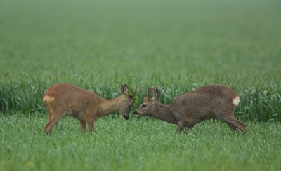 Ree/Roe Deer