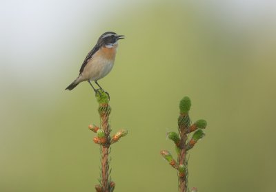 Paapje/Whinchat