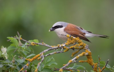 Grauwe Klauwier/Red-backed Shrike