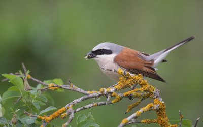 Grauwe Klauwier/Red-backed Shrike