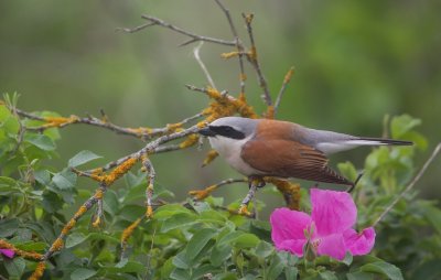 Grauwe Klauwier/Red-backed Shrike