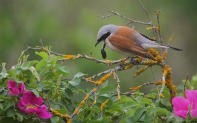 Grauwe Klauwier/Red-backed Shrike