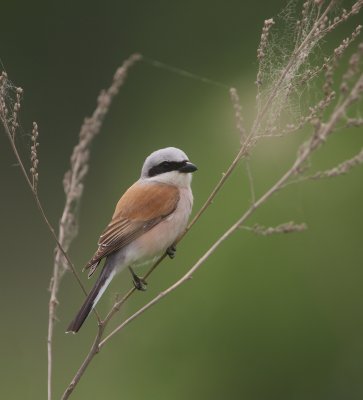 Grauwe Klauwier/Red-backed Shrike