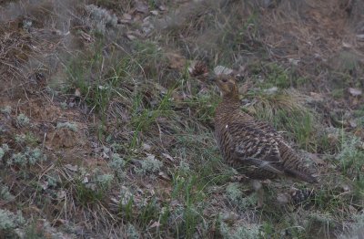 Korhoen/Black Grouse (vrouwtje/female)