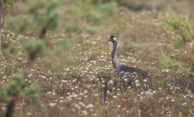 Kraanvogel/Crane