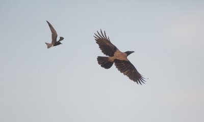 Zwarte Stern/Black Tern vs Bonte Kraai/Hooded Crow