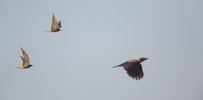 Zwarte Stern/Black Tern vs Bonte Kraai/Hooded Crow