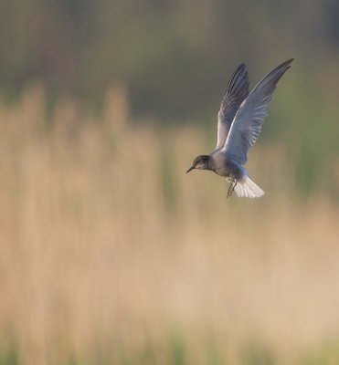 Zwarte Stern/Black Tern