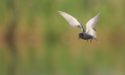 Zwarte Stern/Black Tern