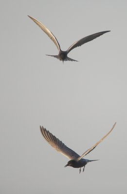 Zwarte Stern/Black Tern