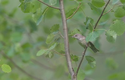 Sperwergrasmus/Barred Warbler