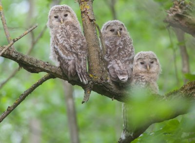 Oeraluil/Ural Owl (jong/owlet)