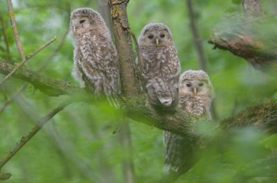 Oeraluil/Ural Owl (jong/owlet)