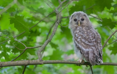 Oeraluil/Ural Owl (jong/owlet)