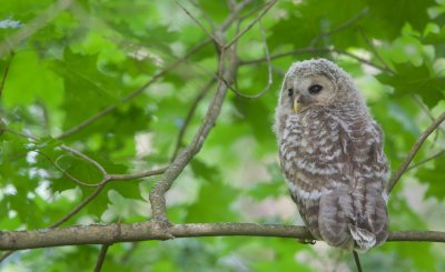 Oeraluil/Ural Owl (jong/owlet)