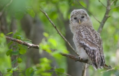 Oeraluil/Ural Owl (jong/owlet)
