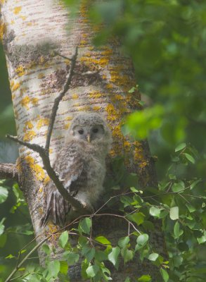 Oeraluil/Ural Owl (jong/owlet)