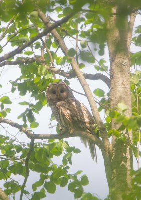 Oeraluil/Ural Owl