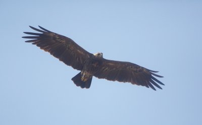 Schreeuwarend/Lesser Spotted Eagle
