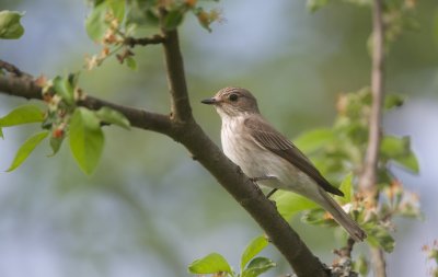 Grauwe Vliegenvanger/Spotted Flycatcher