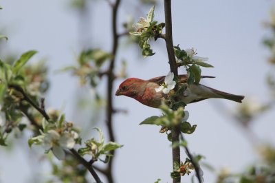 Roodmus/Common Rosefinch