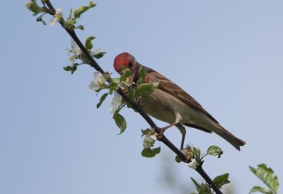 Roodmus/Common Rosefinch