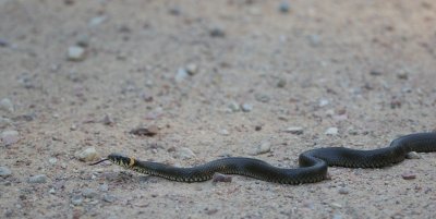 Ringslang/Grass Snake