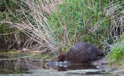 Bever/Beaver (in de 'tuin'/in the backyard)