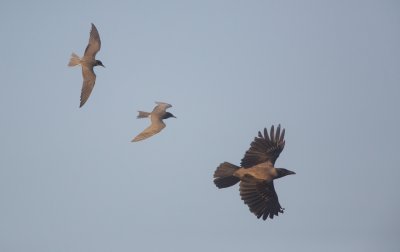 Zwarte Stern/Black Tern vs Bonte Kraai/Hooded Crow