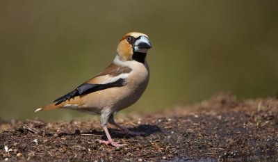 Appelvink/Hawfinch