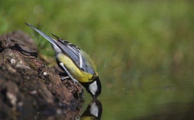 Koolmees/Great Tit