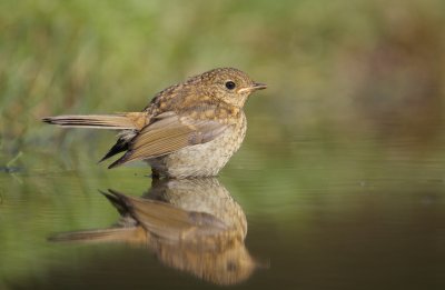 Roodborst/Robin (jong/juvenile)