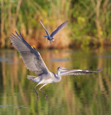 Zwarte Stern/Black Tern