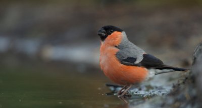 Goudvink/Bullfinch