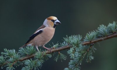 Appelvink/Hawfinch
