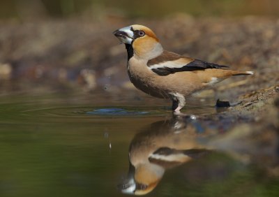 Appelvink/Hawfinch
