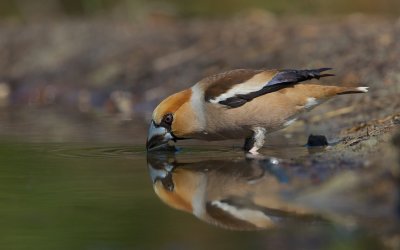 Appelvink/Hawfinch