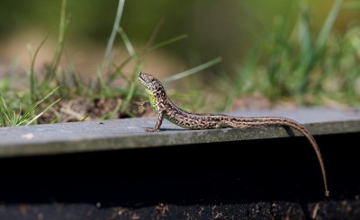 Levendbare Hagedis/Viviparous Lizard