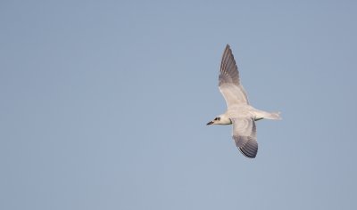 Lachstern/Gull Tern