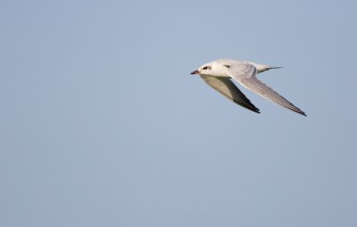 Lachstern/Gull Tern